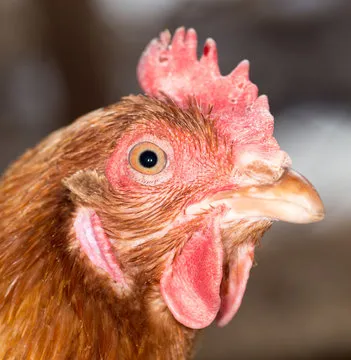 澳洲幸运5计划 进阶策略